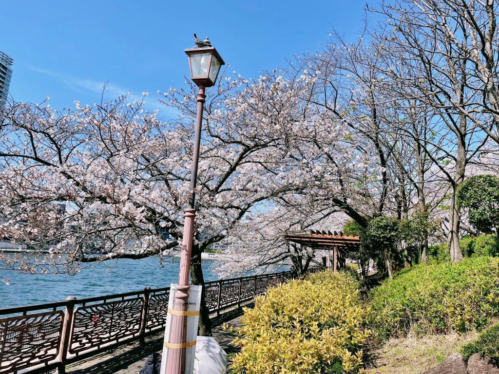  隅田川テラスの”推し”お花見スポット