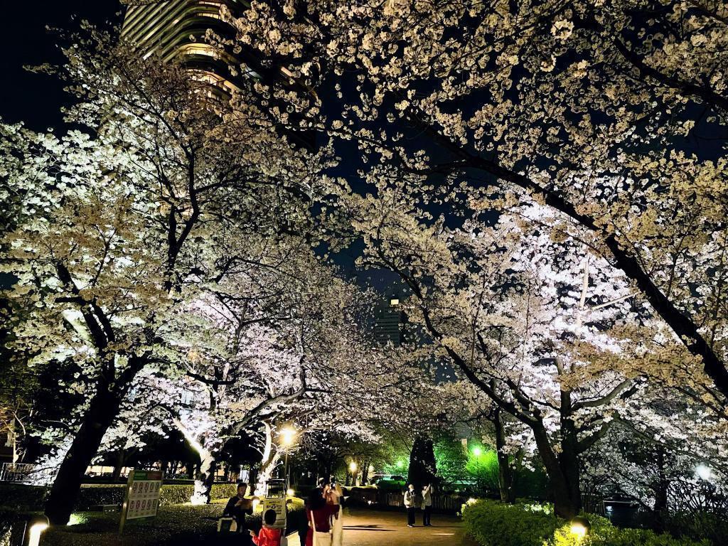 夜桜見物もお勧め 隅田川テラスの”推し”お花見スポット