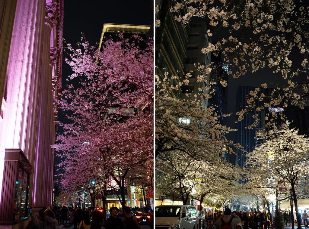 ふたつのさくら通り 中央区の桜