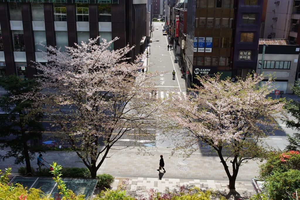 京橋 中央区の桜