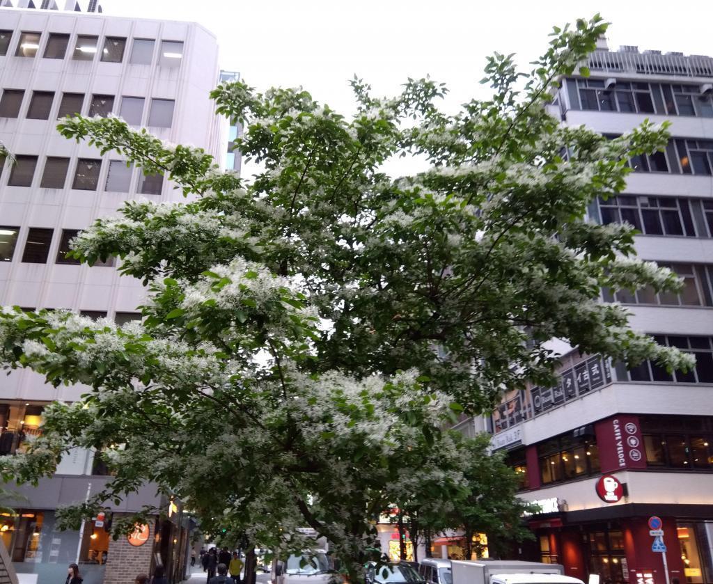 みゆき通りのヒトツバタゴ 銀座の花だより2024年４月　セイヨウトチノキ、ヒトツバタゴ　