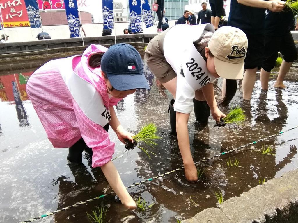  『白鶴銀座天空農園 』　２０２４年の今年も田植えです
　　～　白鶴酒造　～