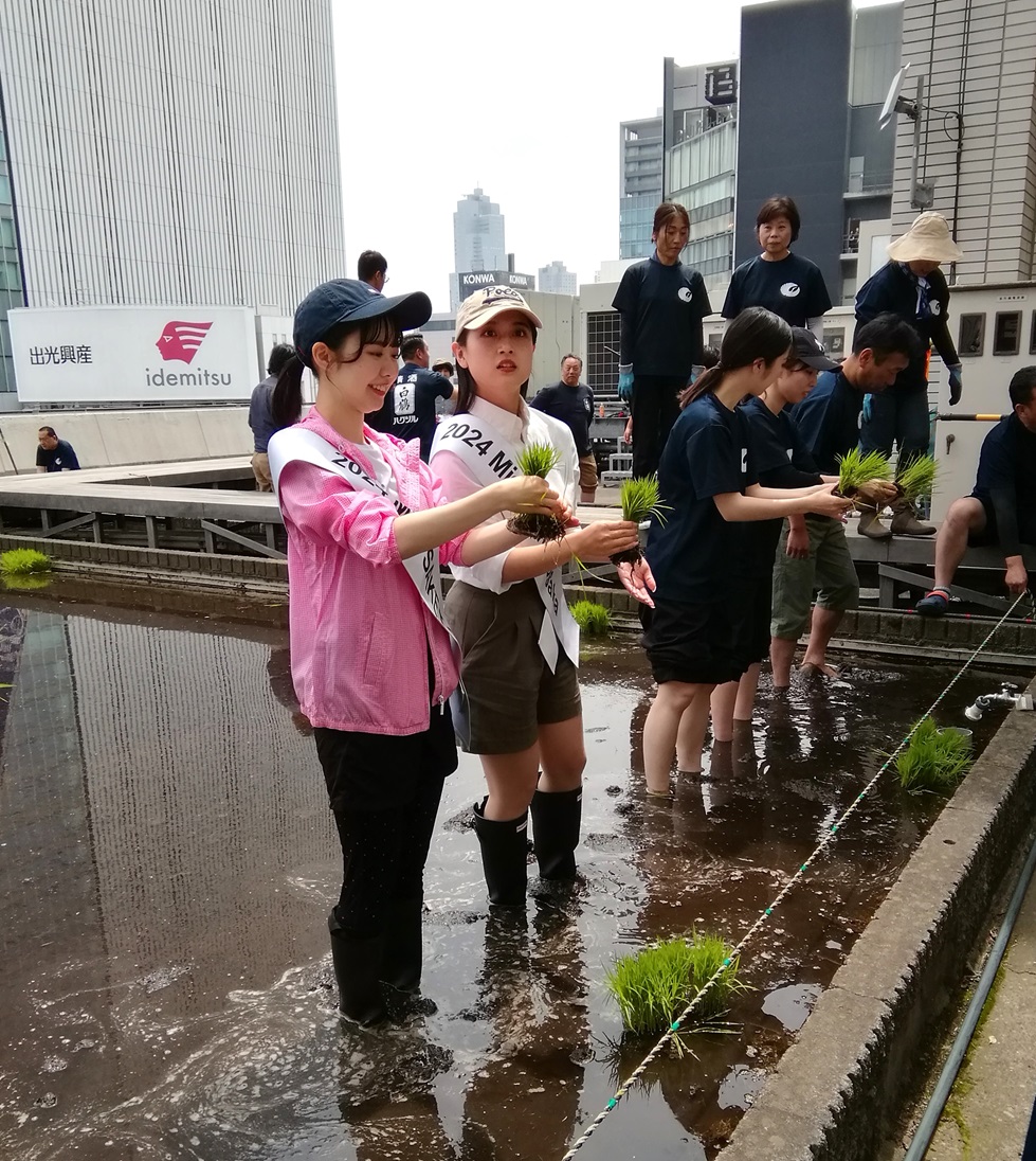  『白鶴銀座天空農園 』　２０２４年の今年も田植えです
　　～　白鶴酒造　～