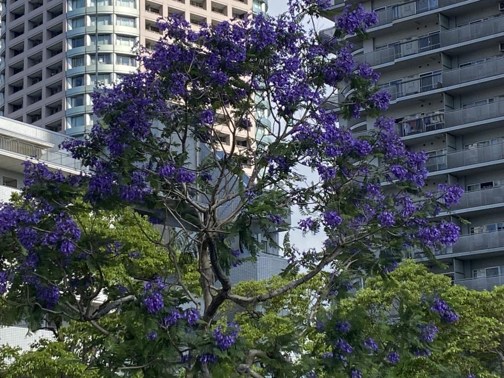  ジャカランダ　満開　　青紫色の花