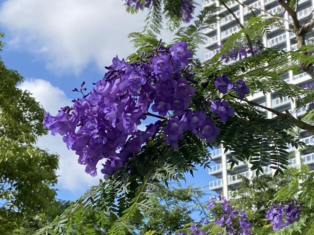  ジャカランダ　満開　　青紫色の花