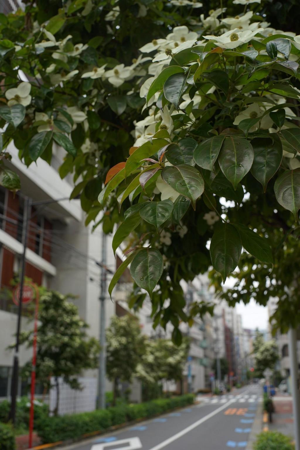  居留地中央通りのトキワヤマボウシ