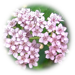  2024 小花群がり咲く「シモツケ」の淡雅な香り