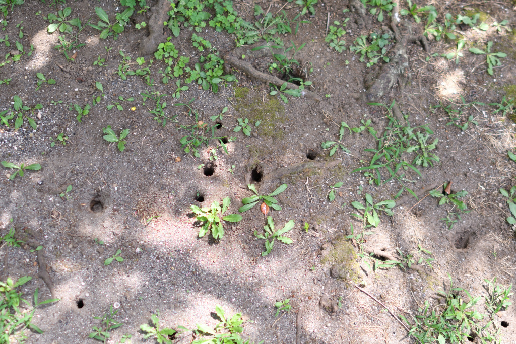  浜町公園にセミの羽化を観に行こう！