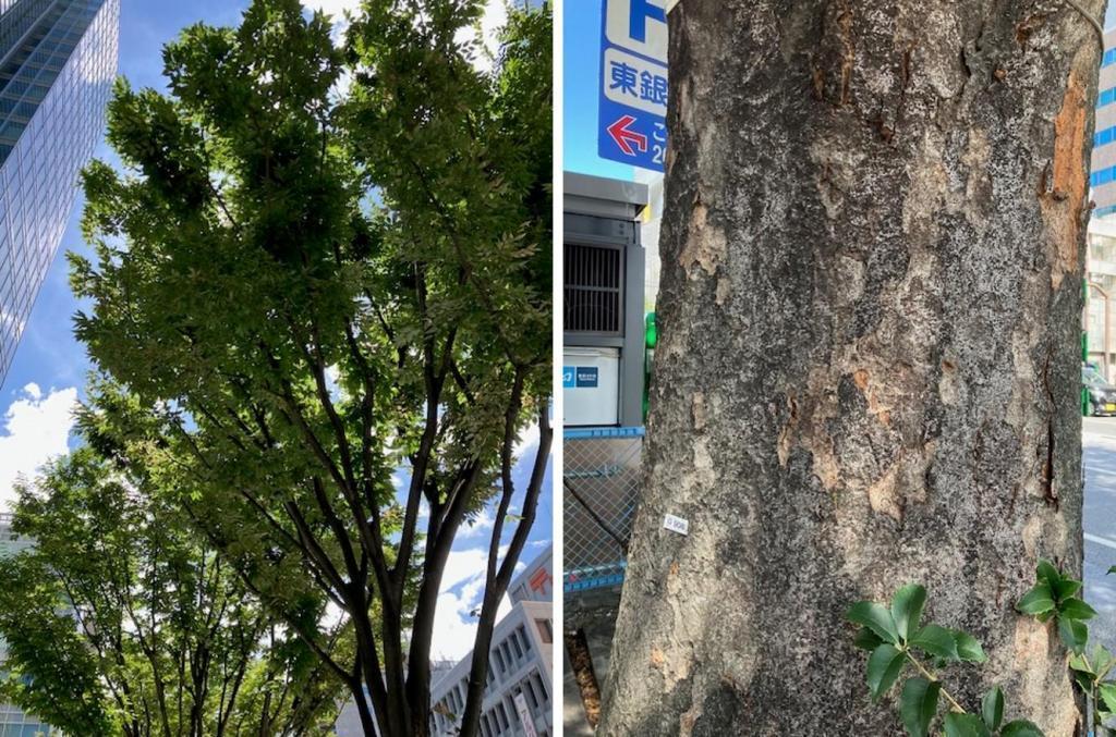 ケヤキ@晴海通り 銀座の街路樹に、御礼申し上げます