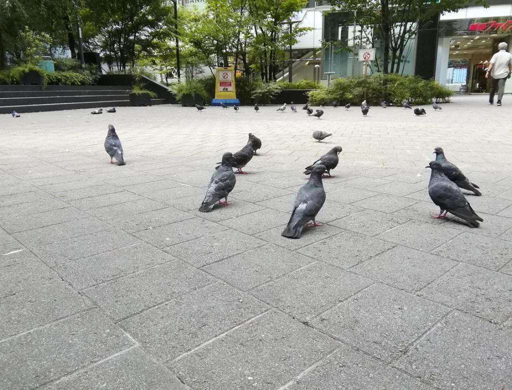 数寄屋橋公園の鳩 鳩・柳・若い時計台
　　～　数寄屋橋公園　～