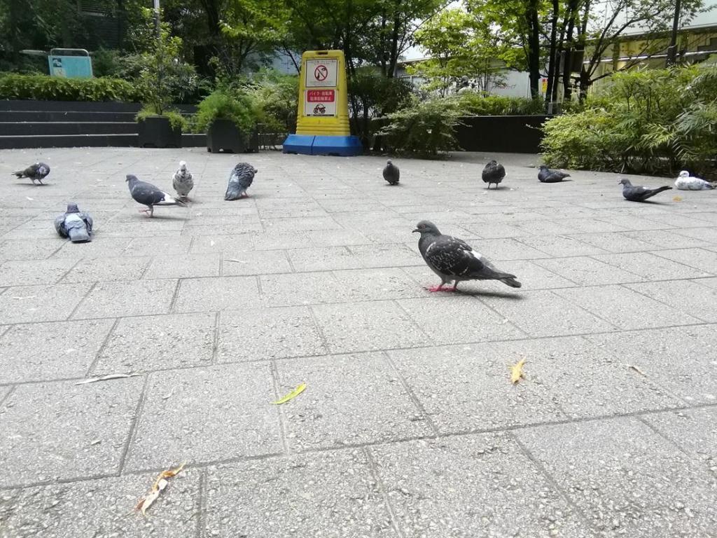  鳩・柳・若い時計台
　　～　数寄屋橋公園　～