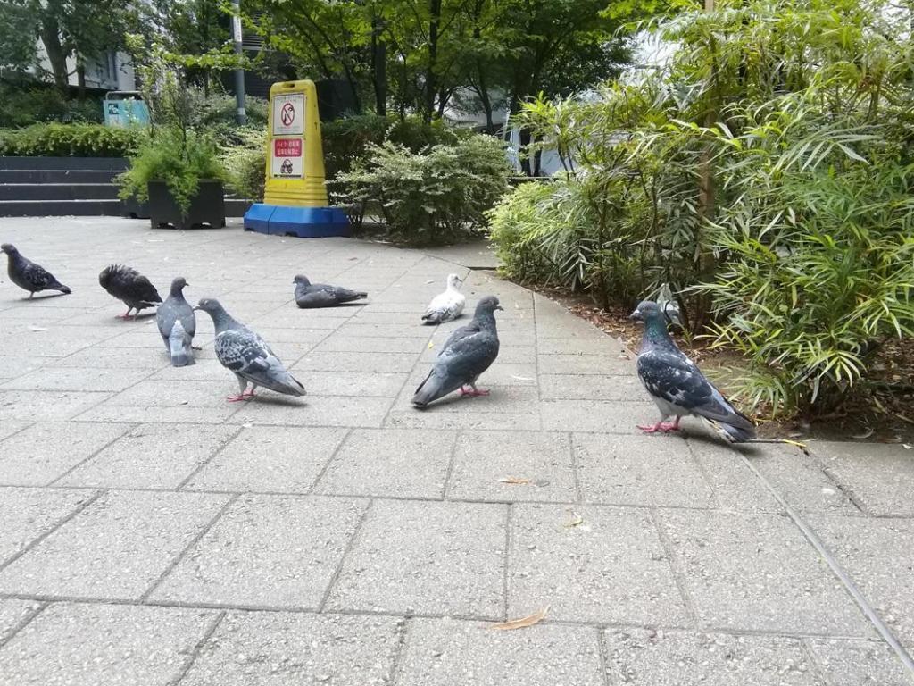  鳩・柳・若い時計台
　　～　数寄屋橋公園　～