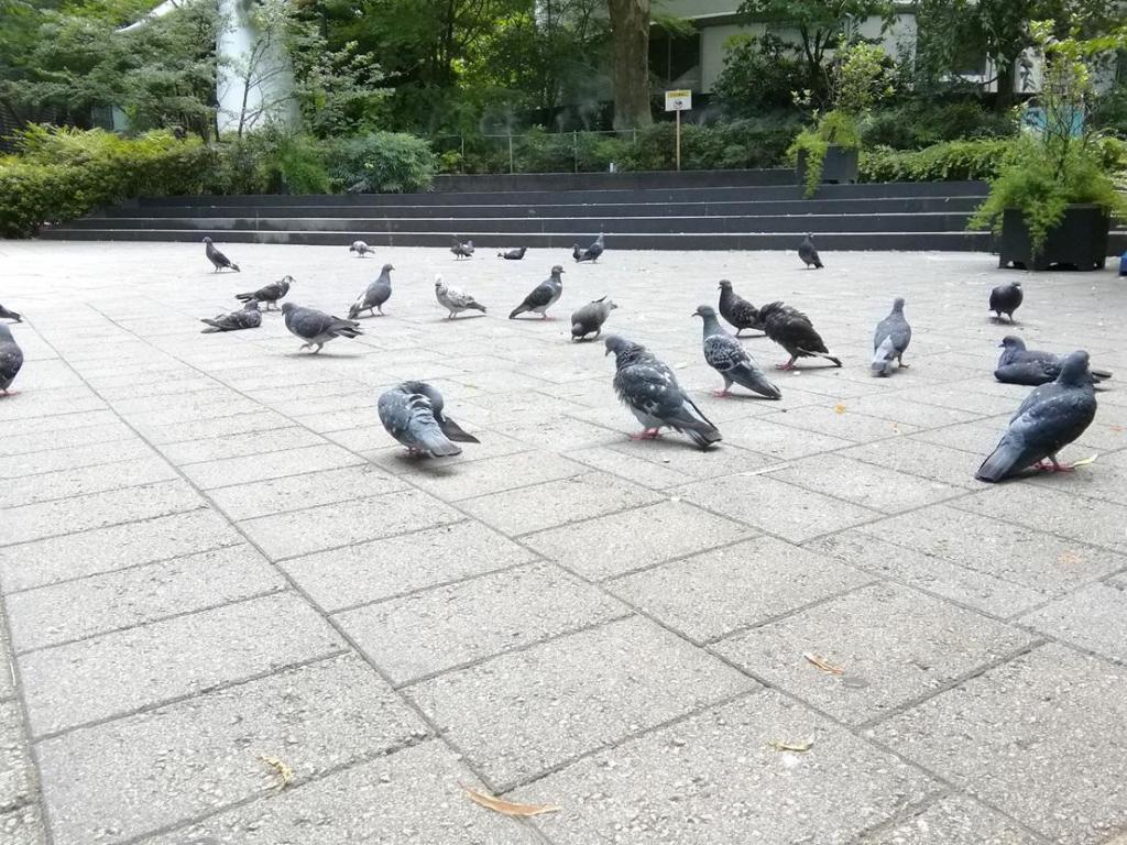  鳩・柳・若い時計台
　　～　数寄屋橋公園　～