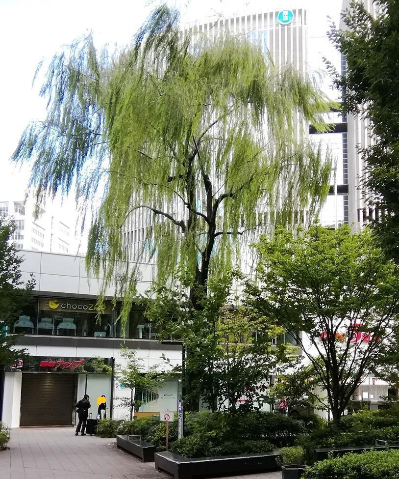 数寄屋橋公園の柳 鳩・柳・若い時計台
　　～　数寄屋橋公園　～