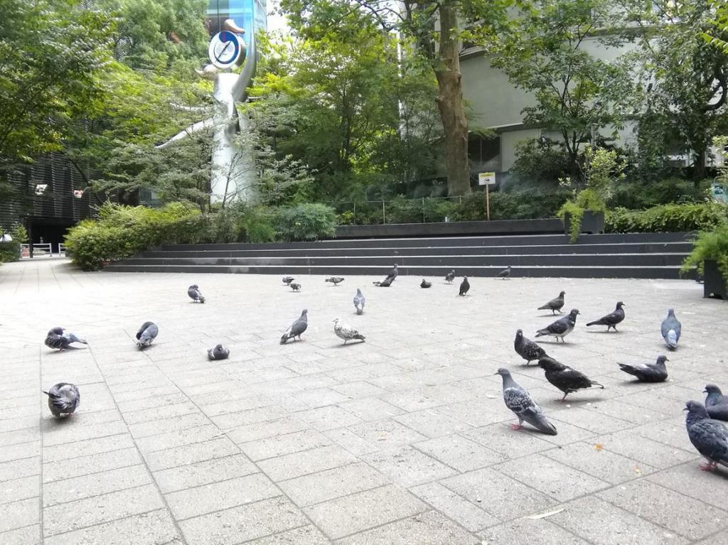 若い時計台 鳩・柳・若い時計台
　　～　数寄屋橋公園　～