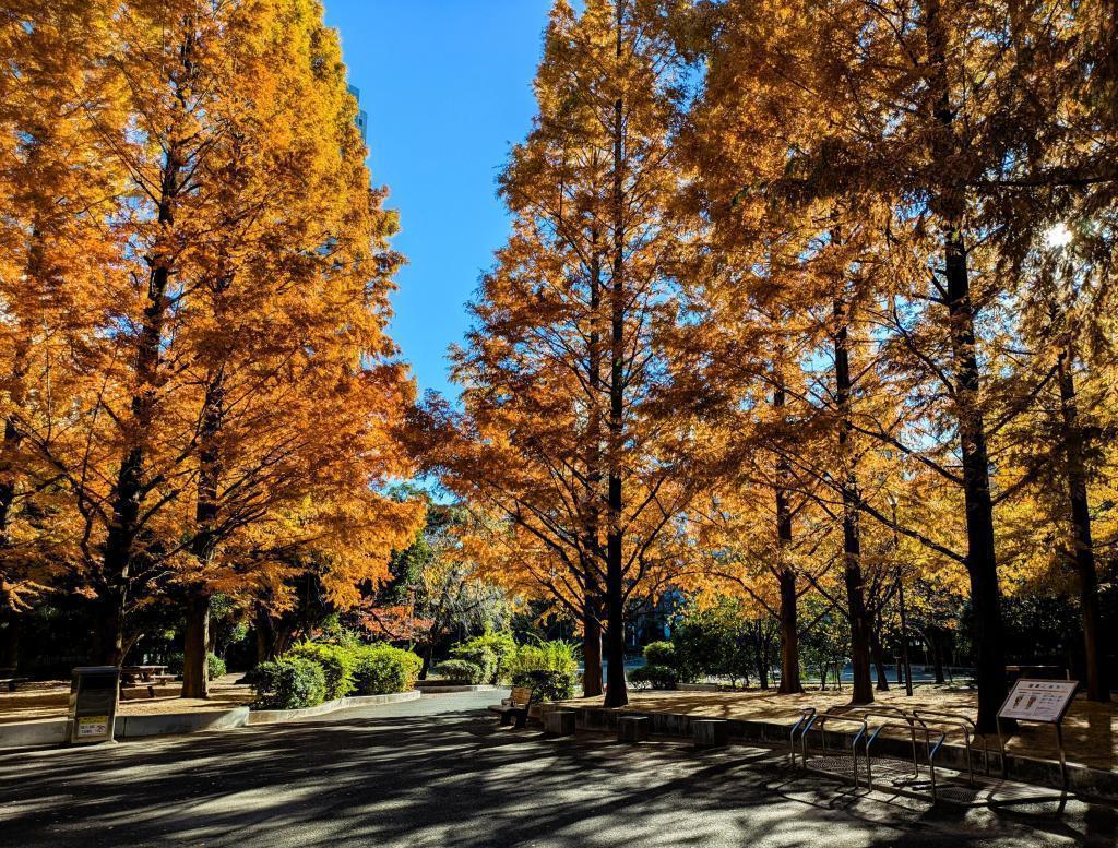  メタセコイア紅葉