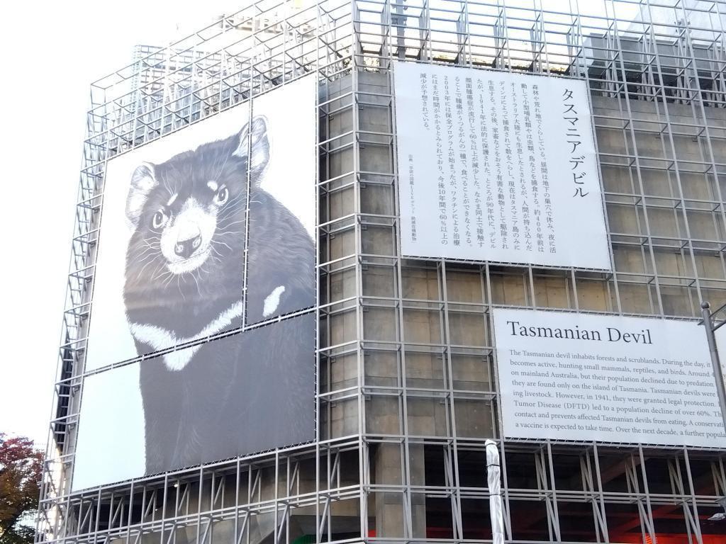 タスマニア・デビル Ginza Sony Park 　絶滅危惧について　ケープ・ペンギン
