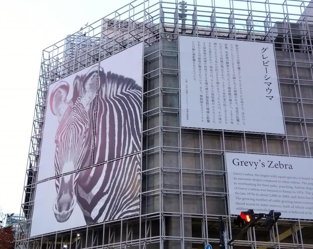 グレービー・シマウマ Ginza Sony Park 　絶滅危惧について　ケープ・ペンギン
