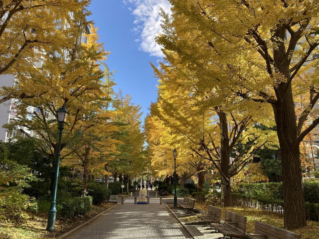 浜町公園の銀杏並木 ちょっと気になる中央区の紅葉スポット5選