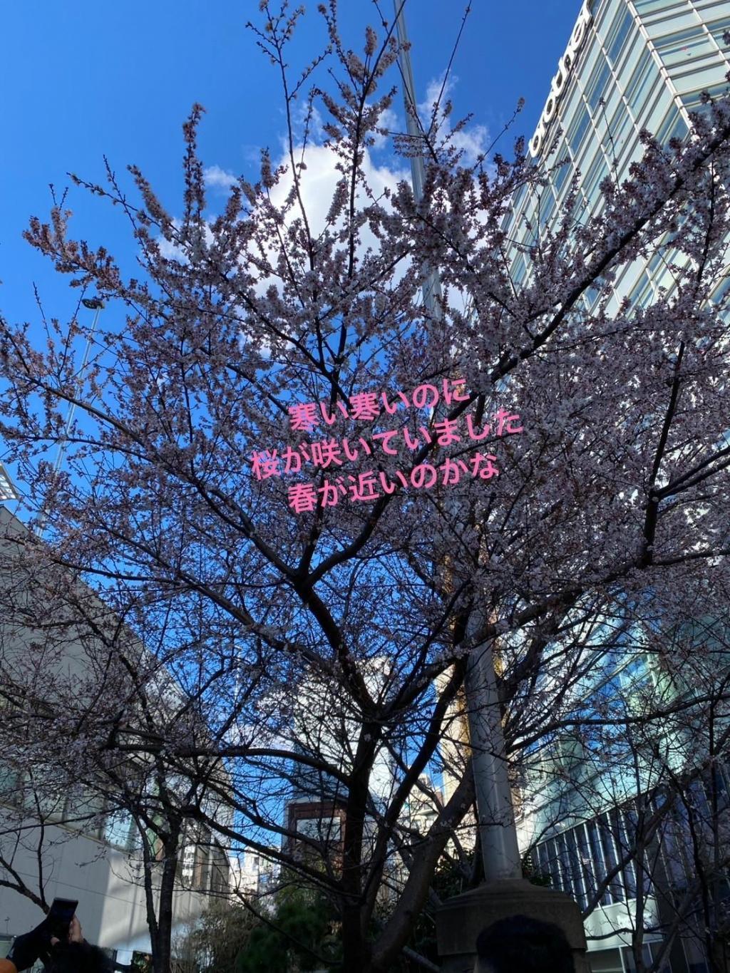 京橋で桜を眺め 銀座神社巡りツアーを催行！