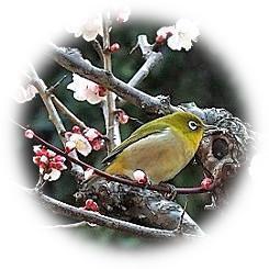  2025 芳香漂う梅林に春を告げるメジロ飛来