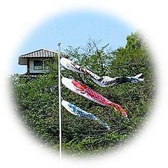  2025 五月の風物詩 薫風に舞う鯉のぼり
