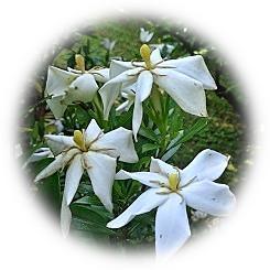  2025 梅雨晴れ 清楚な白花に漂う芳しい香り