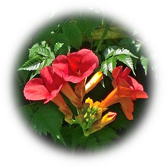  2025 夏の日盛り 紺碧に映える南国風「亜米利加凌霄花」