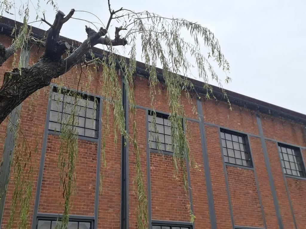  【遠足シリーズ第63弾】煉瓦と柳－舞鶴市の銀座の柳を訪ねて