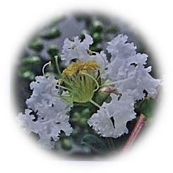  2025 隅田川月島緑道を彩る清爽な 