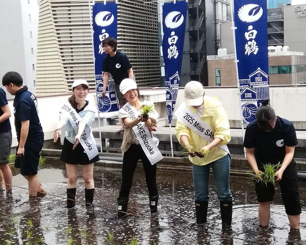  白鶴銀座天空農園
　２０２５　現在の稲の生育状況
　　～　白鶴酒造　～