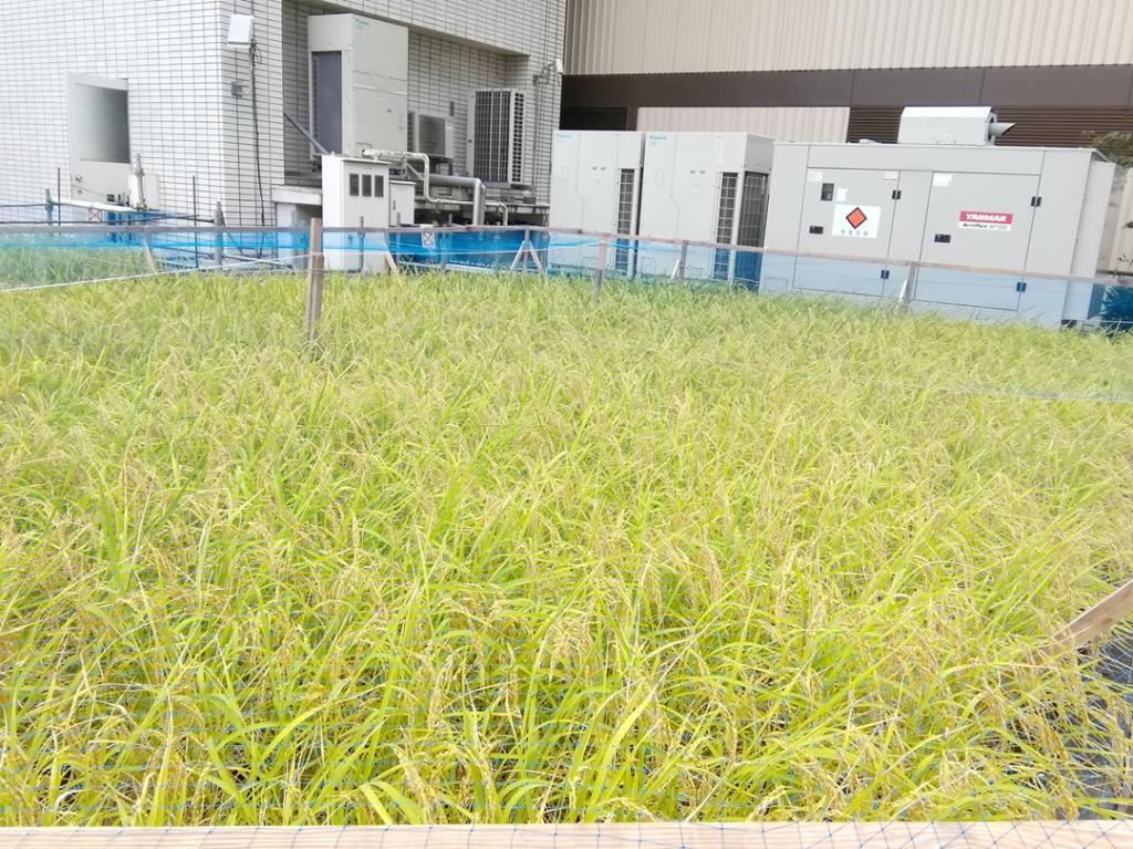  白鶴銀座天空農園
　２０２５　現在の稲の生育状況
　　～　白鶴酒造　～