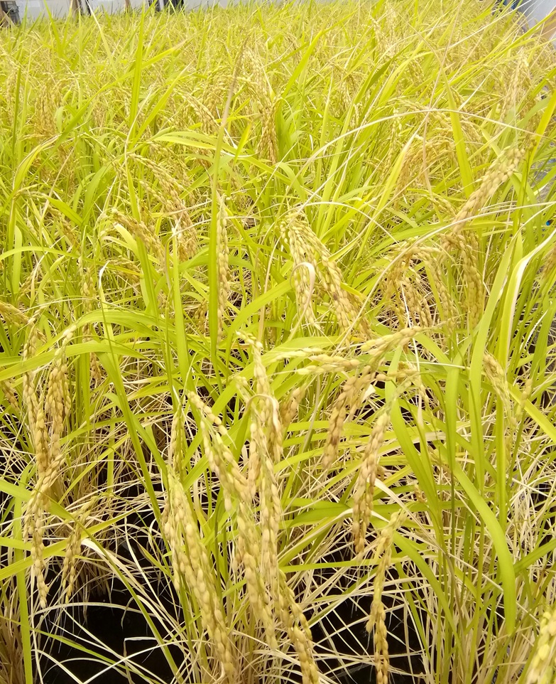  白鶴銀座天空農園
　２０２５　現在の稲の生育状況
　　～　白鶴酒造　～