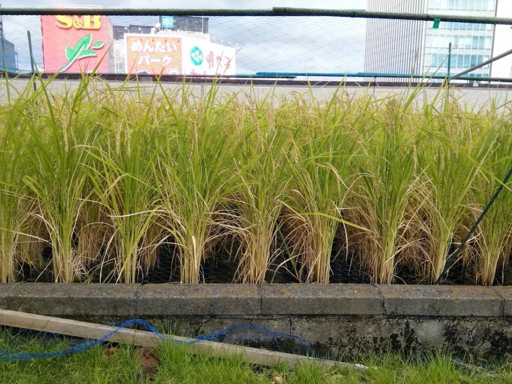  白鶴銀座天空農園
　２０２５　現在の稲の生育状況
　　～　白鶴酒造　～