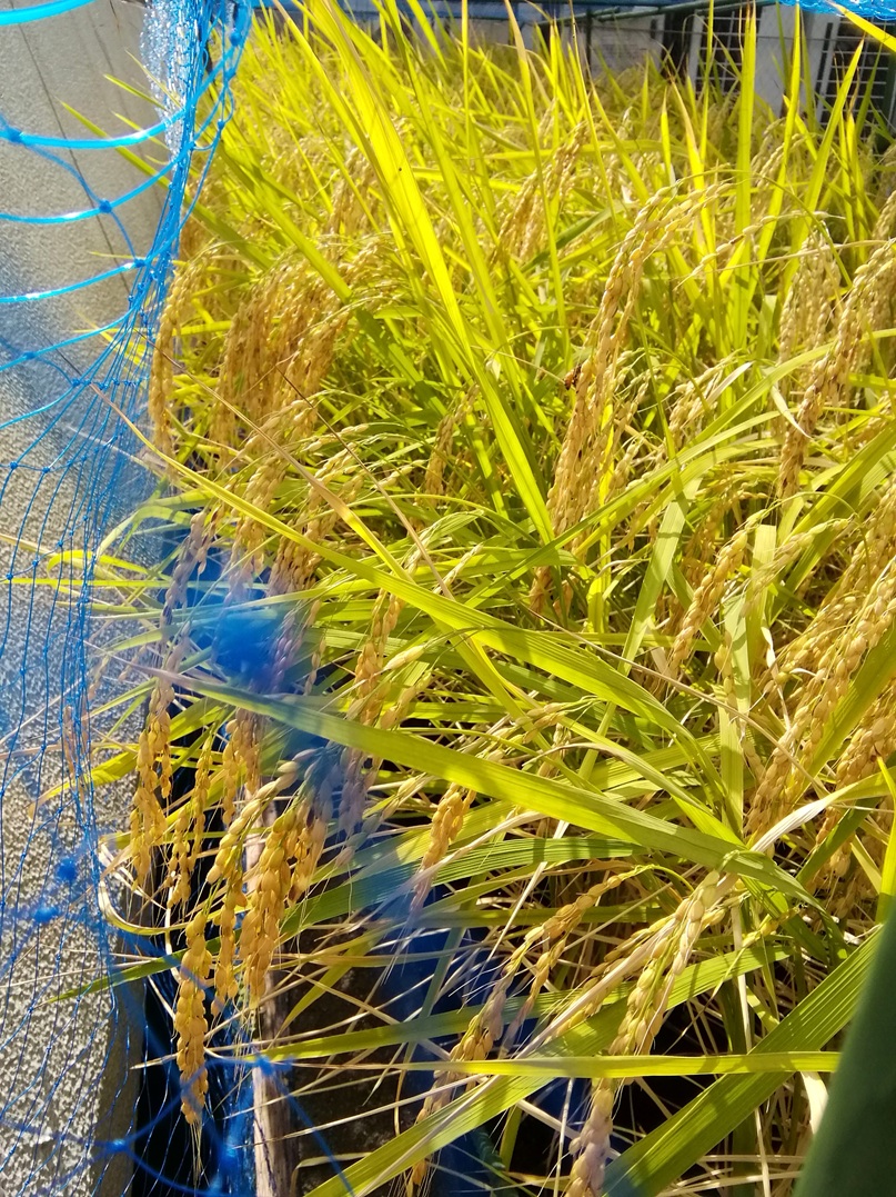  白鶴銀座天空農園
　２０２５　現在の稲の生育状況
　　～　白鶴酒造　～