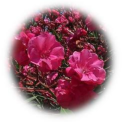  2025 盛夏を彩る 毒性を秘めた強靭な環境耐性花木「夾竹桃」