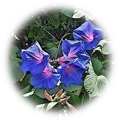  2025 隅田川テラスを彩る涼やかな青紫のノアサガオ