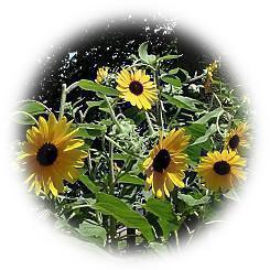  2025 燦燦と降り注ぐ太陽の下 明るく咲き誇る「ミニヒマワリ」