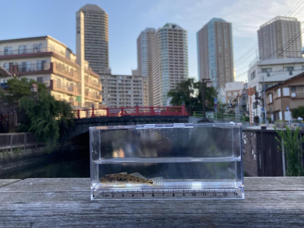 1匹目！
 第2弾『佃堀』では今でもハゼは釣れているのか？
