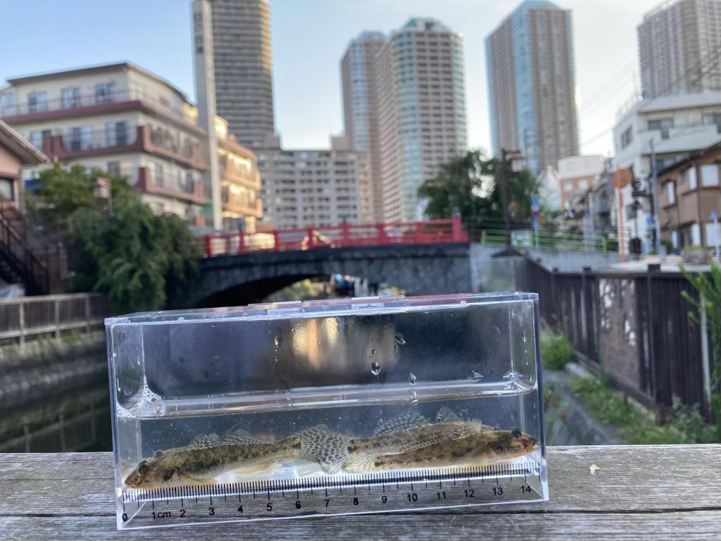 4匹！ 第2弾『佃堀』では今でもハゼは釣れているのか？
