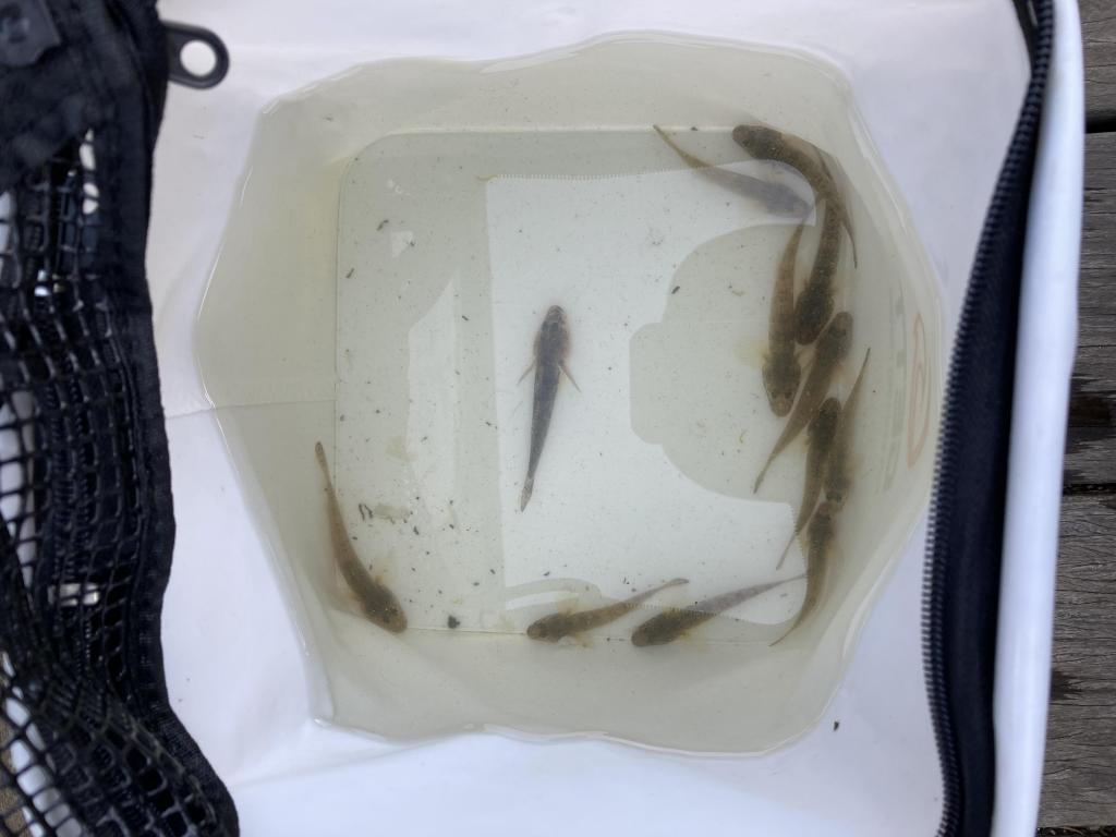 12匹！ 第2弾『佃堀』では今でもハゼは釣れているのか？
