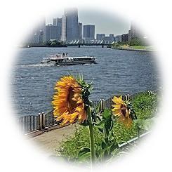  2025 夏の風物詩 太陽の煌めき 黄金色の大輪の彩り