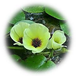  2025 静謐な淡黄色の水生植物の佇まい「ウォーターポピー」 