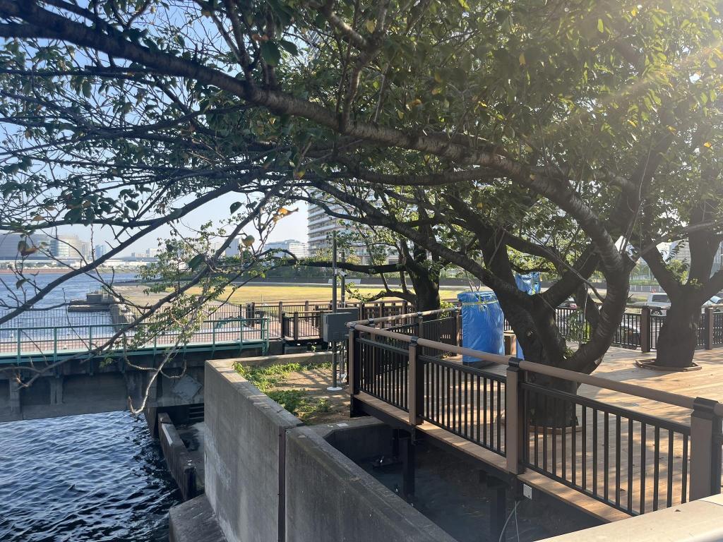 木を切らずにウッドデッキを敷いてる 続・旧「晴海鉄道橋」の遊歩道　まもなく開通 Part2　※9/8追記部分を追加しました。