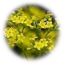  2025 季節の移ろいと風景に彩りを添える秋の七草「女郎花」