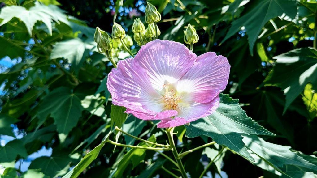  酔芙蓉　は”幸せの再来”　不思議な不思議な花