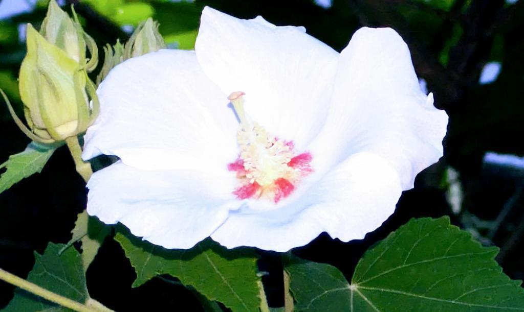  酔芙蓉　は”幸せの再来”　不思議な不思議な花