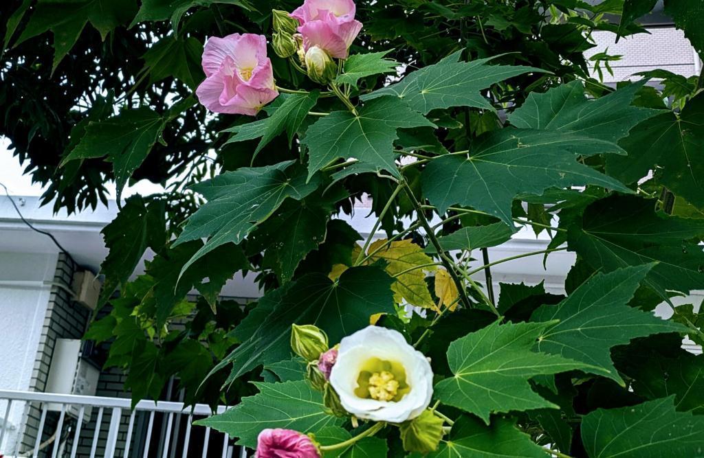  酔芙蓉　は”幸せの再来”　不思議な不思議な花