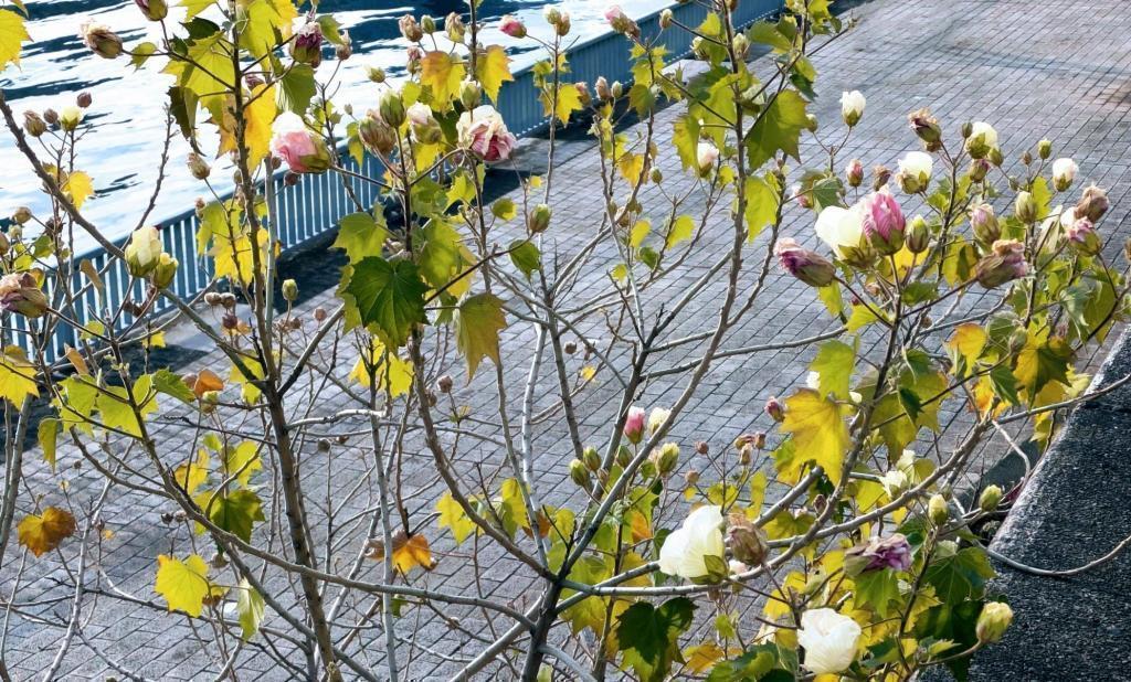  酔芙蓉　は”幸せの再来”　不思議な不思議な花