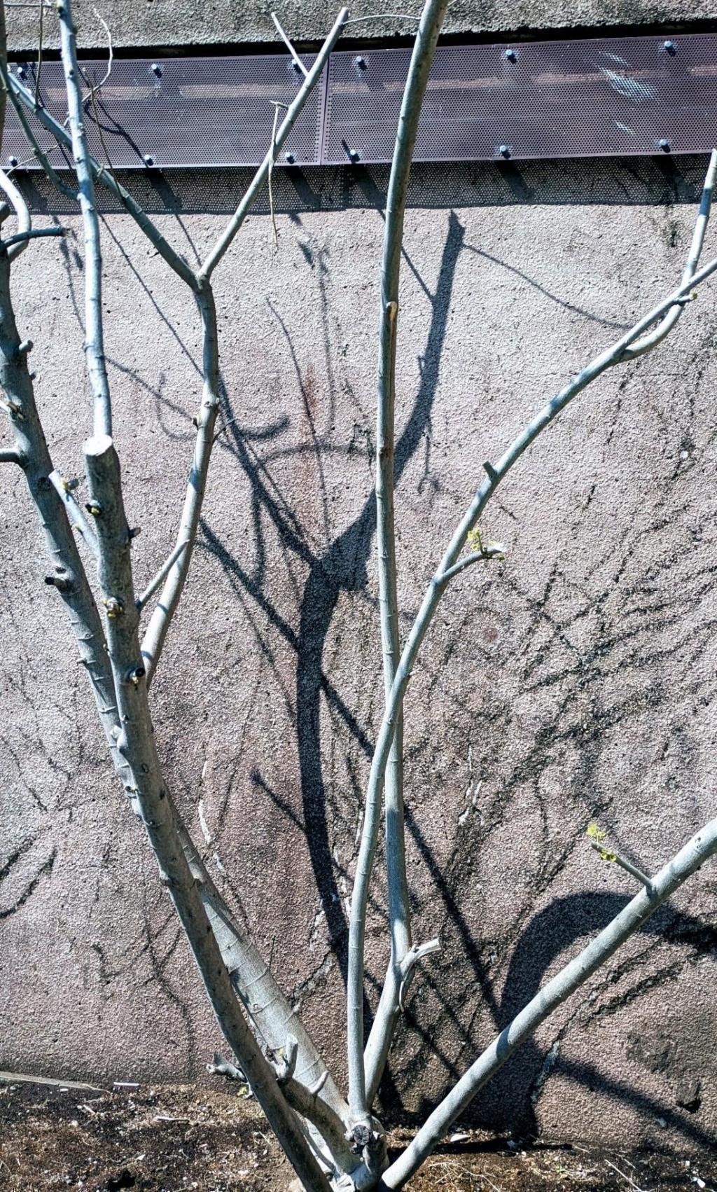  酔芙蓉　は”幸せの再来”　不思議な不思議な花